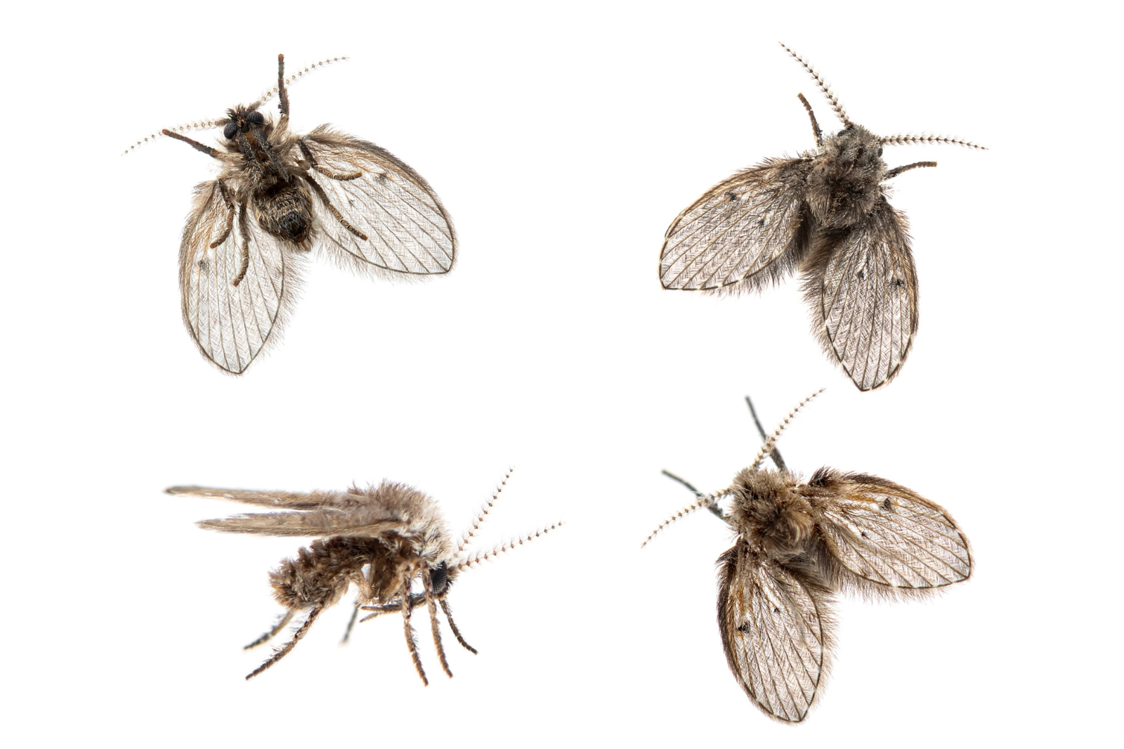 Verschillende rioolvliegjes van dichtbij gefotografeerd, herkenbaar aan hun harige lijf en motachtige vleugels
