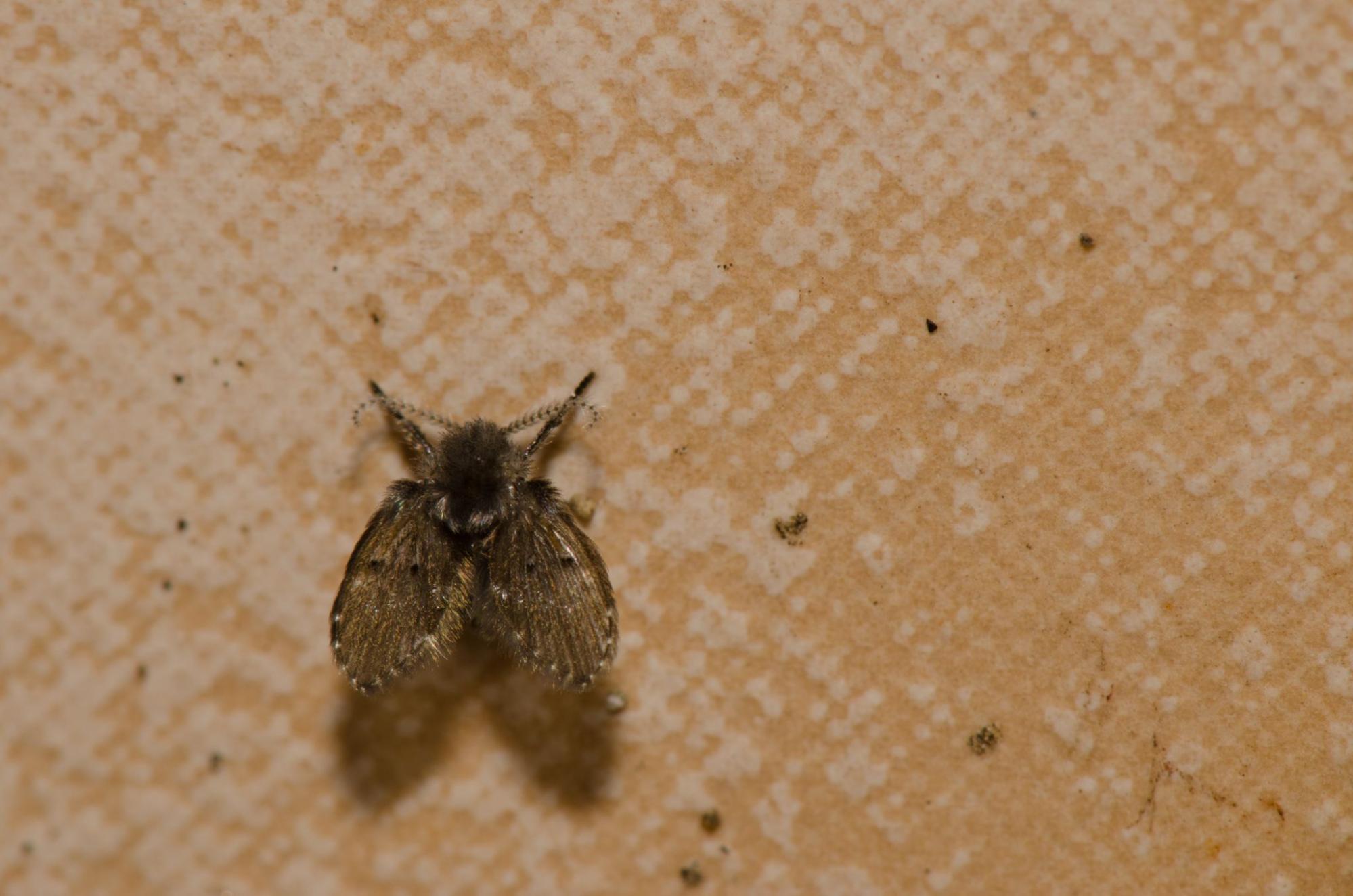 Rioolvliegje op een vochtige muur of tegel, een veelvoorkomend teken van vuil of stilstaand water in de afvoer