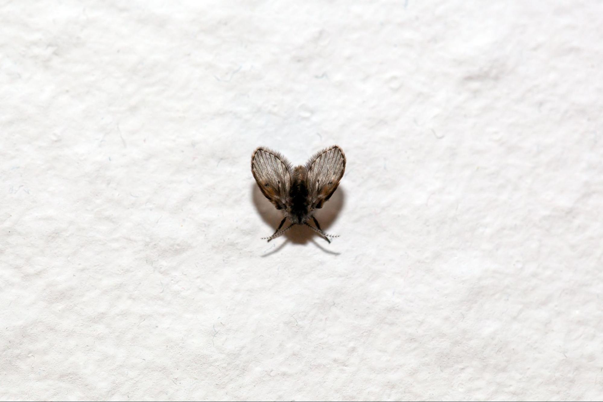 Close-up van een rioolvliegje (motmug) op een lichte muur, typisch voor problemen met afvoer of riolering in huis